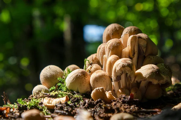 Coprinellus Micaceus Grupp Svampar Eller Pallar Skog Naturen — Stockfoto