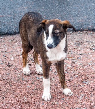Ukrayna 'nın Çernobil bölgesinde başıboş bir köpek. Güvenlik görevlileri ve rehberler tarafından besleniyor.