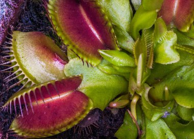 Venüs sinekkapanı bitkisi bir böceği yakalamak için bekliyor.