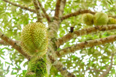 taze durian ağaç üzerinde