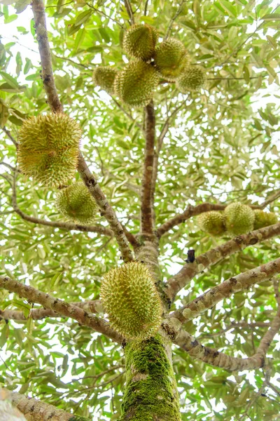 Zelená Čerstvá Durian Strom Farmě — Stock fotografie