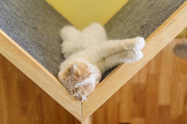 çatı şirketten uyku Britanya ile ilgili stenografi