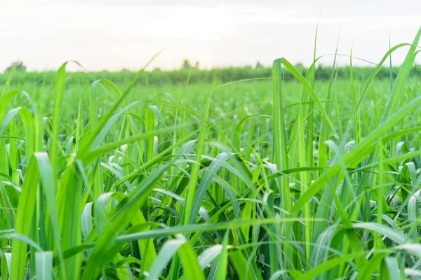 Sugarcane Cloud Storm Sky Evening Time — Stock Photo, Image