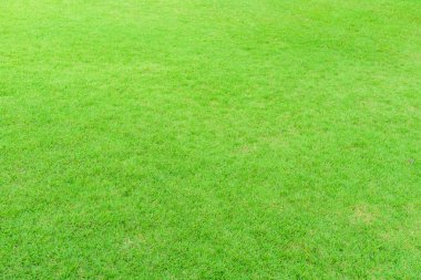 yeşil çimenlerin üzerinde genel Park alanı