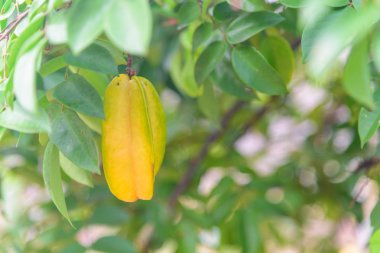 Taze star elma ağacı üzerinde