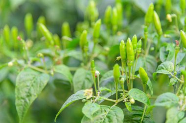 Seçici odak için ağaç üzerinde taze yeşil biber 