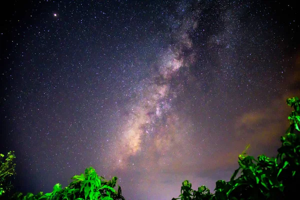 Vía Láctea Bosque Noche Oscura — Foto de Stock