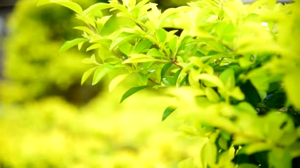 Tondeuses Ouvrières Sur Arbre Frais — Video