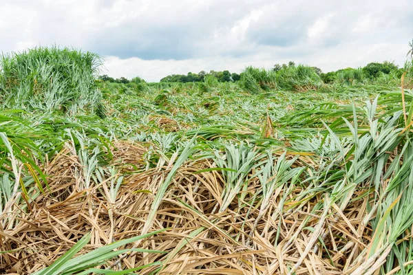 Caña Azúcar Fresca Cayendo Por Tormenta — Foto de Stock