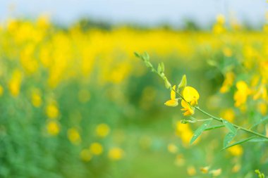 Yumuşak odak alan üzerinde sarı çiçek