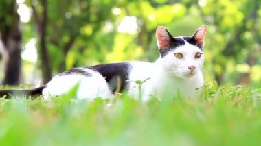 Parktaki siyah beyaz kedi