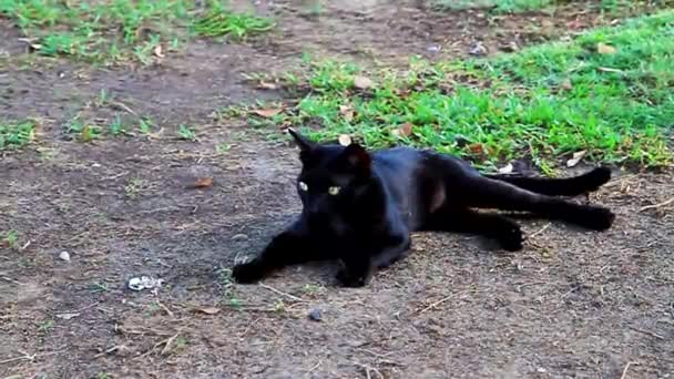 Svart Katt Parken — Stockvideo