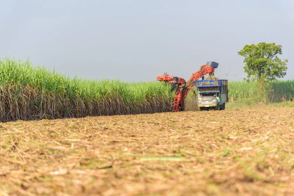 サトウキビ収穫機によるサトウキビの収穫 — ストック写真