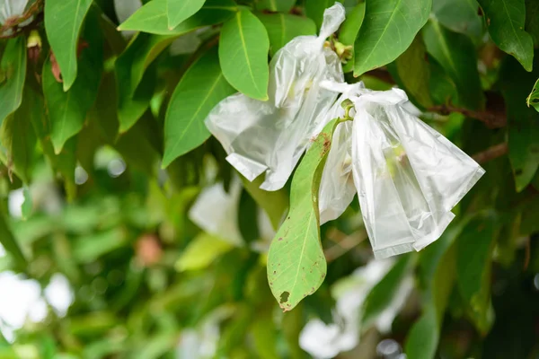 Den Kleinen Rosenapfel Zum Schutz Vor Schädlingen Einwickeln — Stockfoto