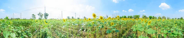 360 Panorama Vista Girassol Com Céu Azul Dia Sol — Fotografia de Stock