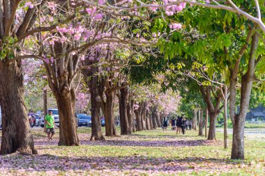 Nakhonpathom, Tayland - 4 Şubat, 2019: Gezgin bir sürü pembe trompet ağacının satır almak için fotoğraf 
