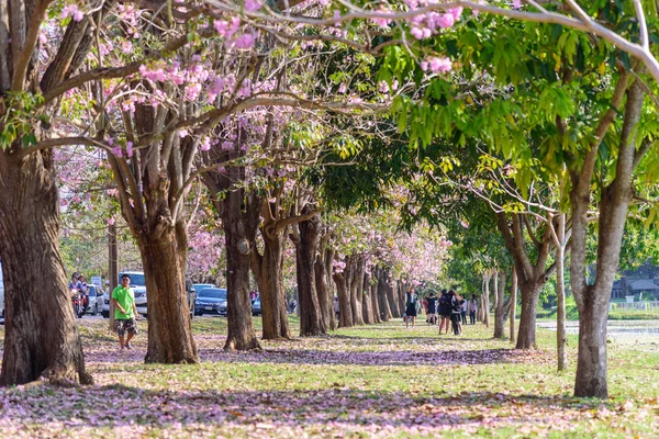 Nakhonpathom Thajsko Únor 2019 Hodně Cestovatel Růžové Trubka Tree Řada — Stock fotografie