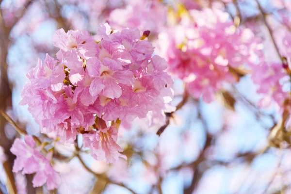 Pembe Trompet Ağaç Satır — Stok fotoğraf