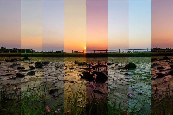 Jiný Odstín Barvy Lake View Růžový Lotos Západu Slunce — Stock fotografie