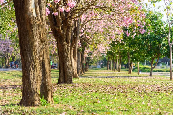 Nakhonpathom Tailandia Feb 2019 Muchos Viajeros Fila Trompetas Rosadas Para — Foto de Stock