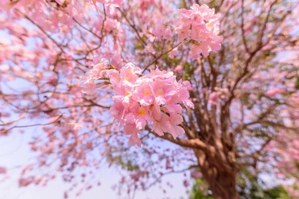 Rosafarbene Trompetenbaumreihe — Stockfoto