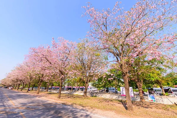 Nakhonpathom 2月24日 2019年2月24日 很多游客在粉红小号树排拍照 — 图库照片