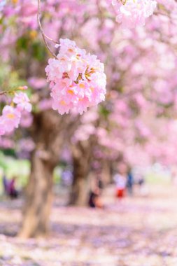 Taze pembe trompet ağacı satırına kapat