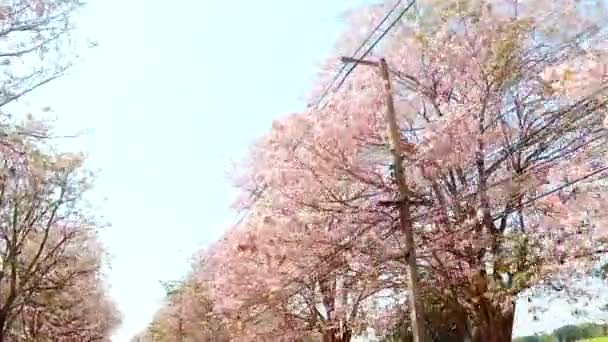 ピンク トランペット ツリー行通りでの映像 — ストック動画