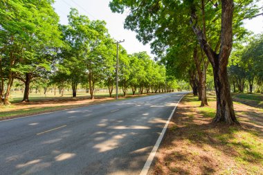 Taze ağaç tünel yol 