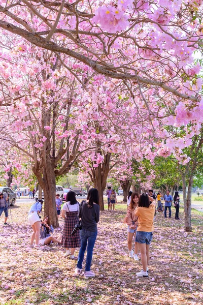 Nakhonpathom Thailand Feb 2019 Lot Traveler Pink Trumpet Tree Row — Stock Photo, Image