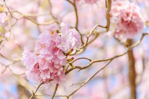 Frischer Rosafarbener Trompetenbaum — Stockfoto