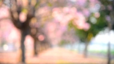 Trompet ağaç satır parkta Pink için odak