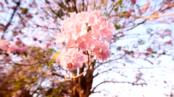 Cerca Del Árbol Trompeta Rosa — Vídeos de Stock