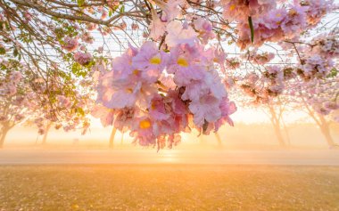 Yakın pembe trompet ağaç satır kadar sis ile-Sunrise gündoğumu ile süresi / pembe trompet