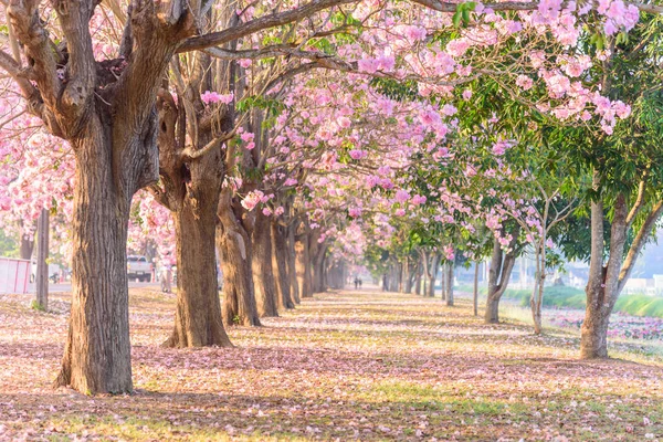 Pink Trumpet Tree Row Mist Sunrise Time Pink Trumpet Sunrise — Stock Photo, Image