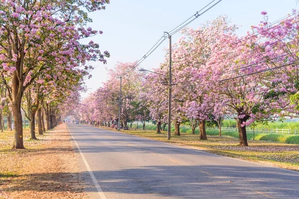 Pink Trumpet Tree Row Mist Sunrise Time Pink Trumpet Sunrise — Stock Photo, Image