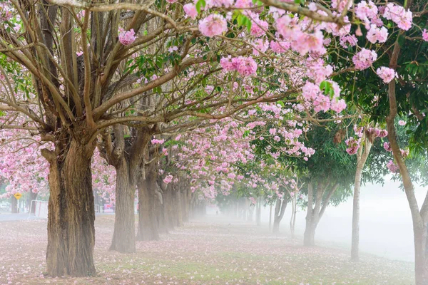 粉红小号树列与雾在日出时间 粉红小号与日出 — 图库照片