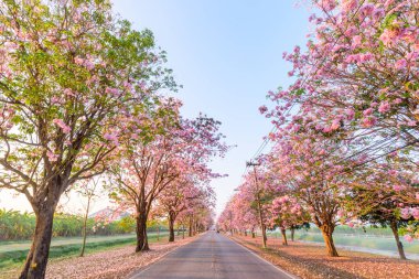 Pembe trompet ağaç satırda gündoğumu sis ile gündoğumu ile süresi / pembe trompet