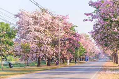 Pembe trompet ağaç satırda gündoğumu sis ile gündoğumu ile süresi / pembe trompet