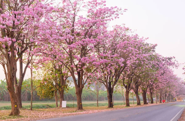 Pembe trompet ağaç satırda gündoğumu sis ile gündoğumu ile süresi / pembe trompet