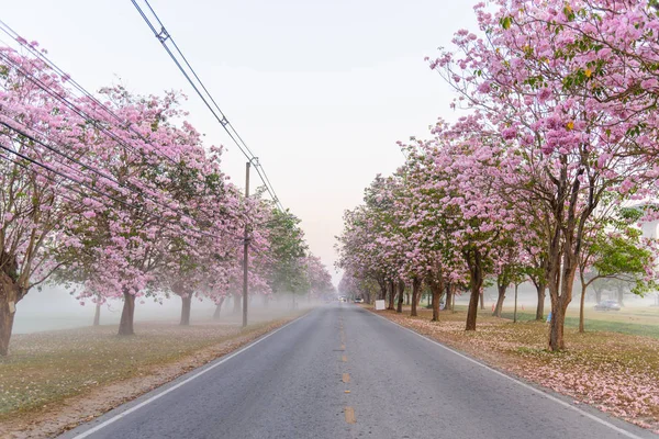 粉红小号树列与雾在日出时间 粉红小号与日出 — 图库照片