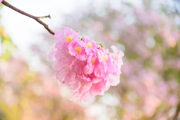 Rangée Trompettes Roses Avec Brume Lever Soleil Trompette Rose Avec — Photo