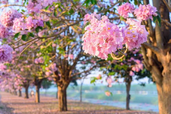 Pink Trumpet Tree Row Mist Sunrise Time Pink Trumpet Sunrise — Stock Photo, Image