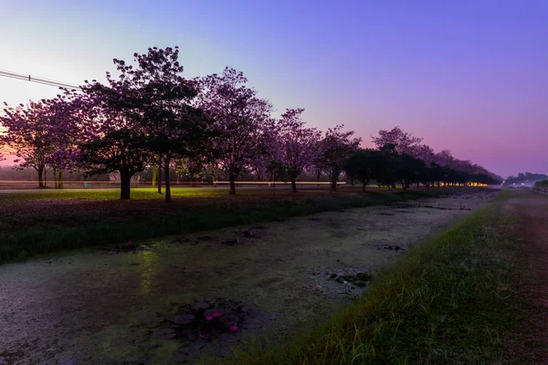 Pink Trumpet Tree Row Mist Sunrise Time Pink Trumpet Sunrise — Stock Photo, Image