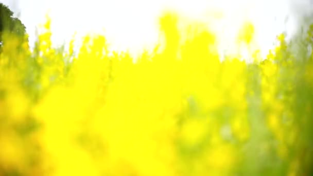 Uzavřít Zaměření Slunečnicí Pole Změnit Zaměření Crotalaria Juncea — Stock video