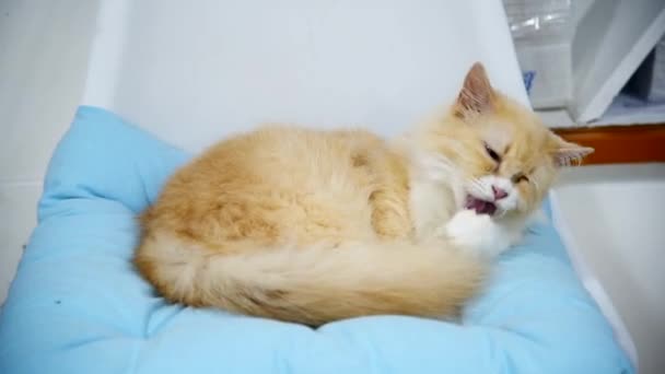 Ένα Μικρό Cat Γλείψει Τον Εαυτό Του Στον Καναπέ — Αρχείο Βίντεο