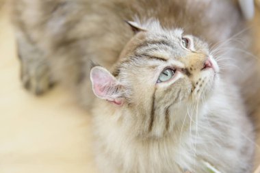 Amerikan Curl kedi bir şey arıyor