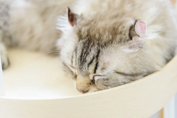 American Curl Cat Sleeping Tray — Stock Photo, Image