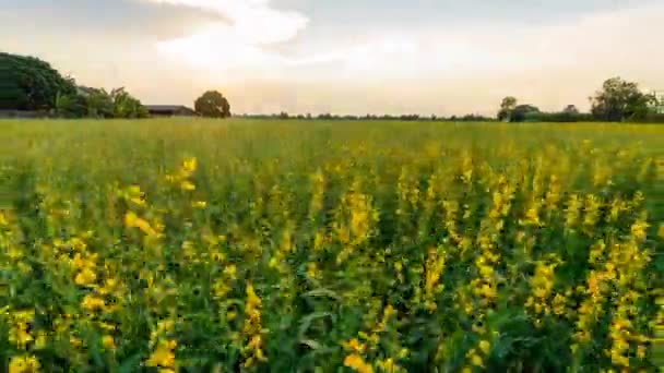 วงเวลากลางว งกลางค นของสนาม Sunhemp Crotalaria Juncea — วีดีโอสต็อก