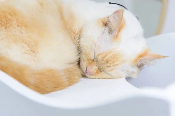 Brown Cat Sleeping Wood Plate Thai Cat — Stock Photo, Image